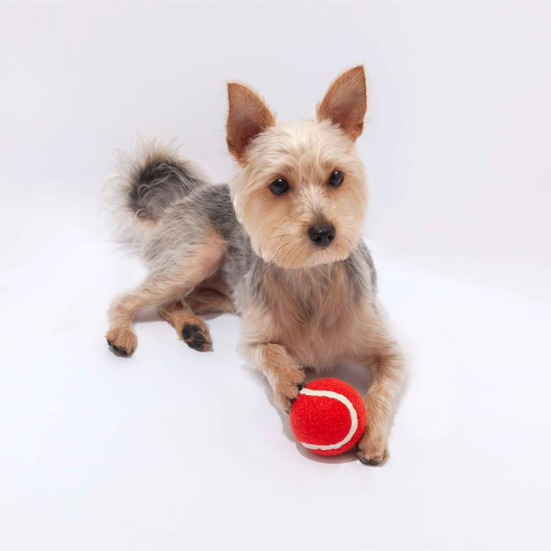 Pelota para mascotas en goma resistente y material suave